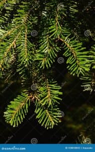 Questa immagine mostra una varietà di veitch abete, bush pianta di conifera Lalbero, un abete, è parte di una scena di vegetazione, con un pino e un tasso cespuglio che lo circondano