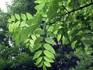 Una bellissima immagine che ritrae un albero di frassino che svetta tra la vegetazione e la terra, una rappresentazione di natura allaperto allinterno di un suggestivo bosco