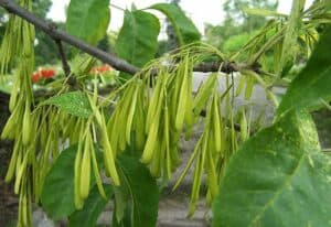 Unimmagine di una pianta di frassino verde nella sua bellezza erbacea, con foglie di un verde brillante e delicati fiori, circondato da un bosco di vegetazione, che appartiene alla famiglia Annonaceae