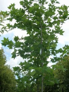 Un albero orientale, una BirchPianta, una Quercia, un Platano, un Acero e una Betulla, con le loro foglie di colori diversi, si intrecciano in una danza magica Una natura incontaminata nella sua più pura essenza