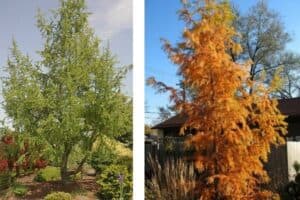 Questa immagine mostra un albero di larice giapponese con unincredibile FlowerConifera sulla cima Cè una straordinaria vegetazione in un piccolo boschetto intorno a lui, con altri alberi di larice e una pianta in vaso che ospita una varietà di erbe e fiori Una scena incantevole che ricorda i boschi incontaminati della natura