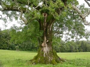 Questa immagine mostra una scena di una foresta incontaminata, dove lalbero di nero frassino si erge in tutta la sua maestosità, con il suo tronco di quercia smeraldo, mentre la vegetazione intorno apre la vista su una distesa di boschi e foreste