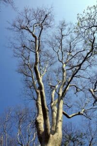 Questa immagine mostra liconico albero ForestAlbero, con un tronco possente di quercia e tiglio, circondato dalla natura selvaggia, con arie aperte e una ricca vegetazione che caratterizza la foresta Unimmagine evocativa della serenità della natura