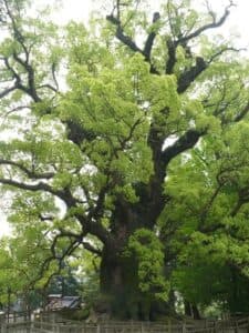 Una scena dal bosco incantato un tronco di quercia con una pianta di tiglio in un vaso sopra, circondata da una vegetazione lussureggiante e un profumo di cannella che riempie laria