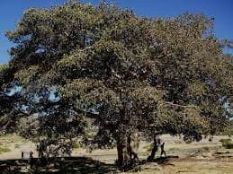 Questa immagine mostra una vista spettacolare di una foresta piena di alberi di sicomoro, quercia, tiglio e altra vegetazione Si può vedere un tronco dalbero in primo piano che si staglia in un boschetto, circondato da una densa foresta La scena è ambientata in una splendida giornata allaperto, perfetta per esplorare la natura