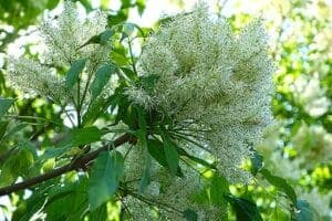 Un albero di frassino minuto con le sue foglie verdi e le sue piccole infiorescenze erbacee, in un bosco di vegetazione lussureggiante che si estende su una foresta pluviale Unimmagine vibrante di natura incontaminata che ci ricorda quanto sia importante preservare lecosistema