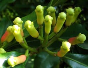 Un fiore di garofano in fiore, che fa parte della famiglia Annonaceae, con una foglia verde brillante e un bud ancora da sbocciare Una bella pianta che si trova comunemente nella foresta pluviale