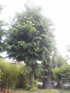 Questa foto ritrae un albero di tiglio europeo, un Evergreen, in un vaso nel cortile di un giardino La vegetazione circostante è costituita da un mix di piante sempreverdi, come abeti, che rendono unica questa scena allaperto di natura incontaminata