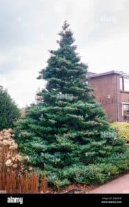 Un abete coreano che è una pianta di conifera, rappresenta i colori e latmosfera delle vacanze natalizie Un albero di pino decorato con luci e decori natalizi, rende latmosfera del festival di Natale ancora più suggestiva