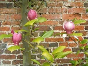 Un cespuglio di rose magnolia che cresce su un muro di mattoni una pianta in vaso con delicati fiori e petali che si aprono sotto una foglia lucente Unimmagine magica che cattura la bellezza di una magnolia allo stato brado