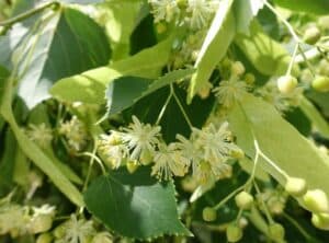 Un albero di tiglio kurili in primavera, con le sue foglie verdi e i suoi fiori colorati, simbolo di vitalità, bellezza e abbondanza delle erbe