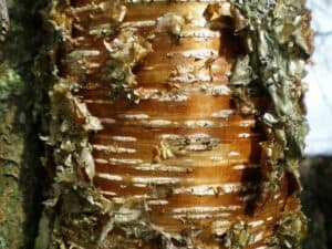 Questa immagine mostra un fiume con alberi di betulla gialla, oltre a una casa con evidenti danni causati da insetti come le termiti La presenza di una pianta vicino alla casa conferma lorigine dei danni