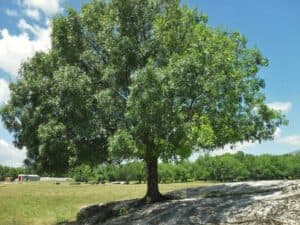 Una persona ammira una suggestiva collezione di alberi un frassino minuto, una birdpianta, una quercia, un tiglio, un tronco dalbero, un uccello in mezzo alla vegetazione Un vero e proprio spettacolo per gli occhi!