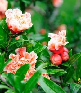 Questa immagine mostra un arbusto decorativo che è abbellito con una varietà di fiori tra cui Daisy, Geranio, Rosa, Peonia, Garofano e Margherita Sono visibili anche le foglie e alcuni frutti È uno spettacolo di colori e forme che creano unatmosfera di pace e serenità