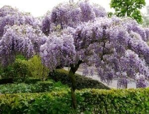 Un giardino incantevole inondato da fiori viola e ricco di vegetazione, un invito alla natura allaperto, per godere della bellezza dei fiori e delle piante