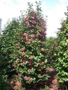 Uno splendido giardino naturale, ricco di vegetazione rigogliosa e di fiori profumati, che offre una vista meravigliosa delle viti intrecciate e dei petali colorati Unoasi di pace e amore, un luogo magico per ricaricare le energie e godersi lincanto dellarboreto erbaceo