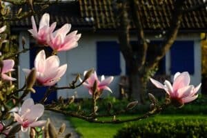 Un albero magnolia in fiore che sboccia allaperto in un giardino allinizio della primavera I petali bianchi e rossi del fiore si fondono con le foglie verdi dellerba e i bottoncini del geranio Una scena di magia primaverile davvero incantevole