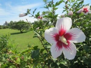 Questo albero miracoloso è una meraviglia della natura che ci regala una vista incantevole Ci sono diverse specie di fiori tra cui DaisyFiore, Petalo, Anemone, Erba, Vegetazione, Erbaceo, Ibisco, Geranio e Margherita che danno vita a uno spettacolo di colori Unoasi di pace e tranquillità che ci porta lontani dalla frenesia della vita quotidiana