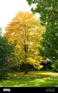 Unimmagine di una natura incontaminata, in cui lalbero magico si erge in mezzo a un bosco, con un tronco di acero e un prato di erba che si estende a perdita docchio Un paesaggio di vegetazione lussureggiante che ricorda un parco ricco di bellezza e magia Unimmagine che richiama alla mente il potere della Natura #NatureAlbero