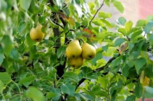 Questa immagine ritrae una pianta di pero, una deliziosa frutta che cresce in moltissime varietà Il frutto è un simbolo di abbondanza, poiché è un dono della natura che ci permette di produrre deliziosi e nutrienti cibi