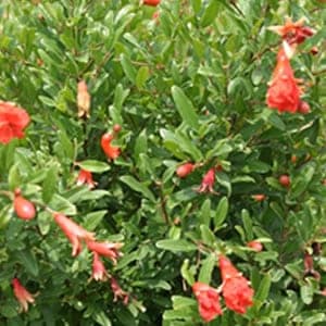 Un arbusto decorativo dai colori vivaci, pieno di vegetazione, fiori e frutti succosi Il melograno e libisco sono i protagonisti di questa splendida pianta, una ricca fonte di cibo e prodotti naturali