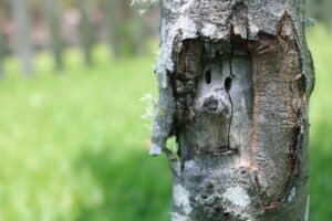 Una Fraxinus caroliniana un albero con un tronco dalbero con un buco creato da un missile, come se fosse stato usato come bersaglio per le munizioni o le granate Una rappresentazione simbolica di come larma del missile possa distruggere la natura