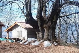 Immagine di un tiglio di palude che offre rifugio nella natura, circondato da un giardino allaperto con un cottage, una capanna, un albero di quercia e un albero di platano Unoasi di pace e relax per sperimentare la bellezza della natura