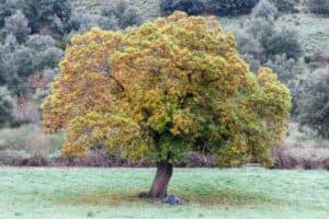 Questa immagine ci mostra un frutto autunnale raccolto da un albero di quercia in un bosco allaperto, circondato da vegetazione e terra Una scena di natura che mostra la bellezza della terra e della sua storia