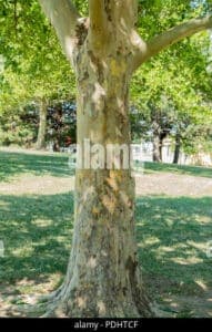 Un albero sicomoro, una quercia, una pianta, un tiglio, un tronco dalbero, una croce e un pino, tutti nella stessa scena, uniscono la vegetazione in una meravigliosa armonia