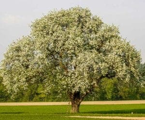 Questa foto ritrae una varietà di alberi, dal tronco di una quercia al fusto di una sequoia, passando per un tiglio, un pero e un Redwood La vegetazione che circonda queste piante, come le foglie, le bacche, i fiori e i frutti, offre unimmagine mozzafiato della natura