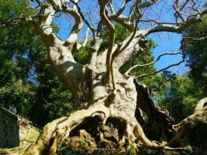 Una fotografia che ritrae una scena magica un albero di Himalaya con un tronco imponente, circondato da una vegetazione lussureggiante e da una foresta pluviale di banyan Una persona in lontananza, un simbolo di speranza e di perseveranza, che ammira la bellezza della natura