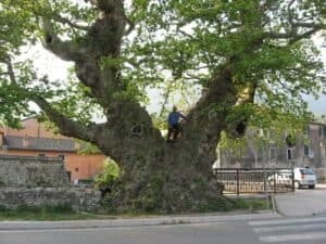 Una foto che ritrae la magia della natura un albero himalayano, un BusAlbero, un tronco di quercia, un tiglio, una persona che cammina nel giardino, una città con le sue auto e autobus Uno scorcio unico che ci ricorda come la natura sia parte integrante della nostra vita
