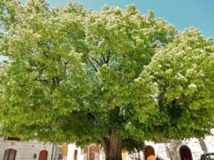 Questa foto mostra un albero di tiglio europeo in una scena di una macchia, circondato da altre piante, fiori e vegetazione, mentre una persona è in piedi vicino ad unautomobile Una vista da un bosco incantevole