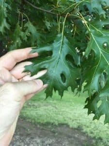 Un bambino sotto un grande e antico albero di quercia, circondato da una ricca vegetazione di foglie e noci, che è riuscito a produrre per generazioni