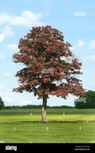 Questa foto mostra un bellissimo acero norvegese svettante insieme ad altre piante come una quercia, un platano ed un tronco dalbero, circondato da un prato verde e morbido Una vista perfetta per chi ama la natura