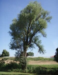 Unimmagine magica e affascinante un boschetto di alberi allaperto, con un salice bianco che si erge alto tra una quercia, un tiglio e una conifera Il tronco di un albero intrecciato da erba e foglie Una scena mozzafiato che cattura lattenzione