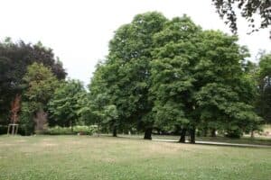Unimmagine che evoca latmosfera del parco indiano un tronco di castagno in mezzo a un prato verde, circondato da un boschetto di alberi e vegetazione lussureggiante allaperto Una panoramica idilliaca per godere della bellezza della natura