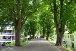 Unimmagine che ritrae la vita urbana in India una persona in passeggiata tra un giardino di castagne e un arco nella città Un albero con un tronco massiccio, che invita a scoprire linsolito paesaggio urbano di WalkCittà