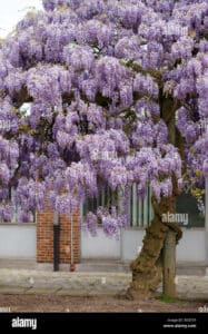 Un giardino allaperto con una ricca varietà di fiori viola, tra cui piante, alberi e una pergola, per rendere questo paradiso di natura ancora più bello