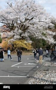 Una persona in jeans pedala su una bicicletta lungo una strada di asfalto con il profumo di un fiore di ciliegio, che si volge a guardare le sue ruote girare sotto di lei