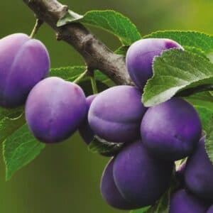 Questa immagine mostra una persona che si gode la vista di un Albero Magico, una particolare varietà di PlantCibo che produce frutta come prugne e mele Attraverso la pianta, la persona è in grado di produrre e godere dei frutti della sua fatica