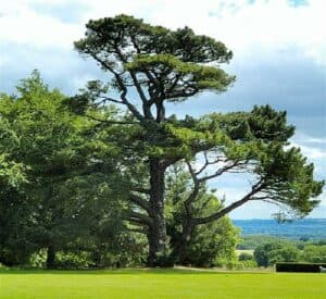 Una persona cammina attraverso una fitta foresta di pini di Monterey, allombra di uno dei loro grandi alberi La terra è coperta di fiori, erba e altre piante conifere, regalando uno spettacolo di colori e profumi