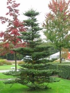 Una persona cammina in mezzo a una bellissima vegetazione di alberi di pino coreani e abeti coniferi allaperto, con lerba che cresce sotto i loro rami