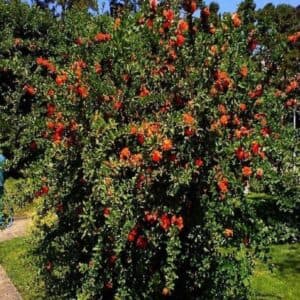 Un driver amante della natura che fa il trasporto in bicicletta di un arbusto decorativo, per una vegetazione più ricca e un cespuglio più rigoglioso