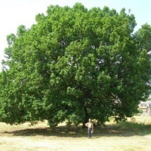 Questa foto mostra una scena incantevole una persona sotto un grande albero di Himalaya, con una quercia, un platano e una pianta che lo circondano La forza della natura ci ricorda quanto sia importante preservare lambiente