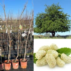 Questa immagine mostra un bellissimo albero di gelso in fiore, con le sue bacche succose e le sue foglie erbacee Una pianta splendida, coltivata in un vaso, che offre una grande varietà di prodotti dai suoi fiori saporiti alle sue bacche che diventano prelibata frutta Una meraviglia della natura da ammirare!