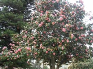 Unimmagine che raffigura lamore e la natura in tutta la sua bellezza un parco ricco di vegetazione, con un boschetto pieno di alberi e fiori, di cui spicca un petalo di rosa che si stacca dal resto Il tutto in unatmosfera di tranquillità e pace