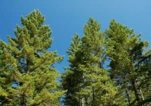 Immagine di un pino rosso sud che domina un boschetto di conifere nella terra selvaggia dallabete alla macchia di vegetazione, il pino è il protagonista di questo affascinante copse