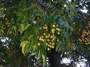 Limmagine mostra un albero medicinale di AppleAlbero con frutta deliziosa come il Durian, il Mango e la Mela La vegetazione e le foglie verdi forniscono un prodotto sano e nutriente da aggiungere al tuo cibo