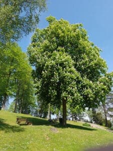 Unimmagine che rappresenta la bellezza della natura in India un tronco dalbero di castagna, ricoperto dalla lussureggiante vegetazione del parco con una panchina in primo piano come arredamento, circondata dalla rigogliosa erba e dai sommacchi